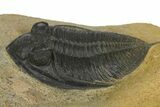 Bargain, Zlichovaspis Trilobite - Atchana, Morocco #137276-3